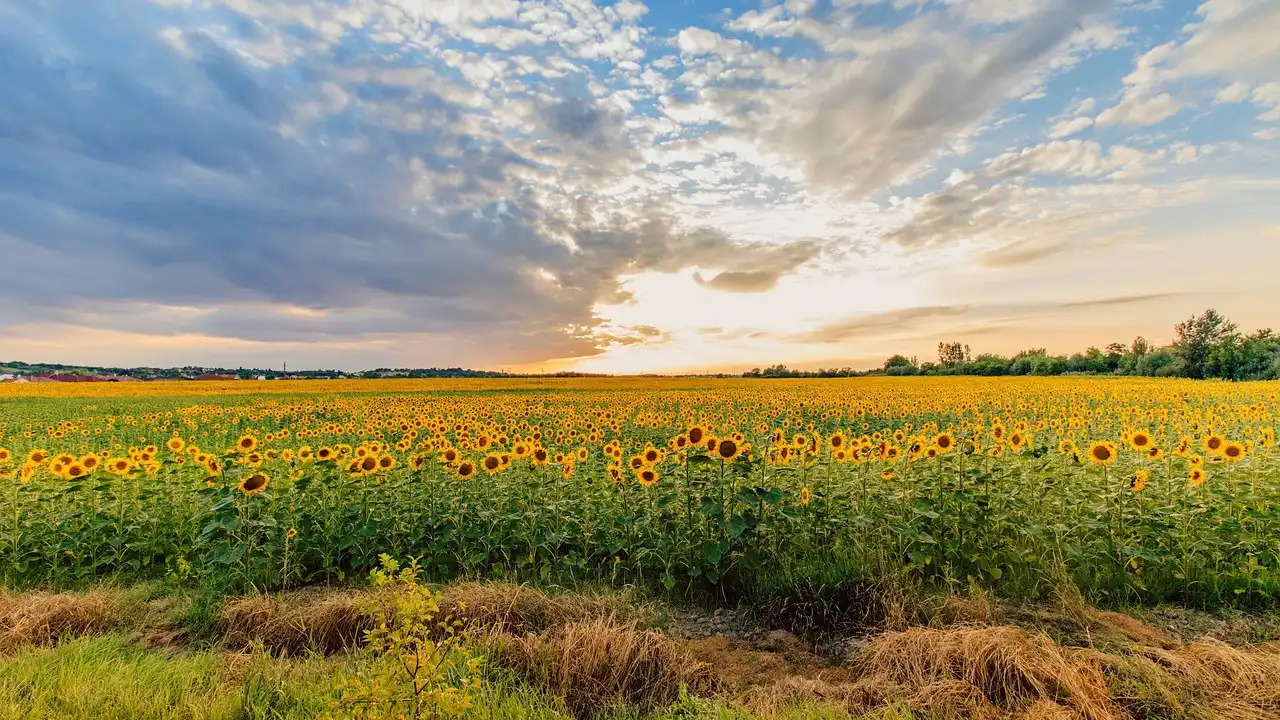 Why Are Hungarian Words So Long? An Intro to Agglutination